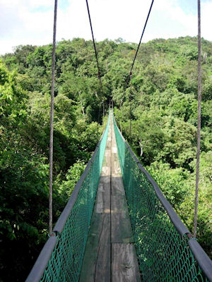 Hanging Bridges and Rainforest Skywalk